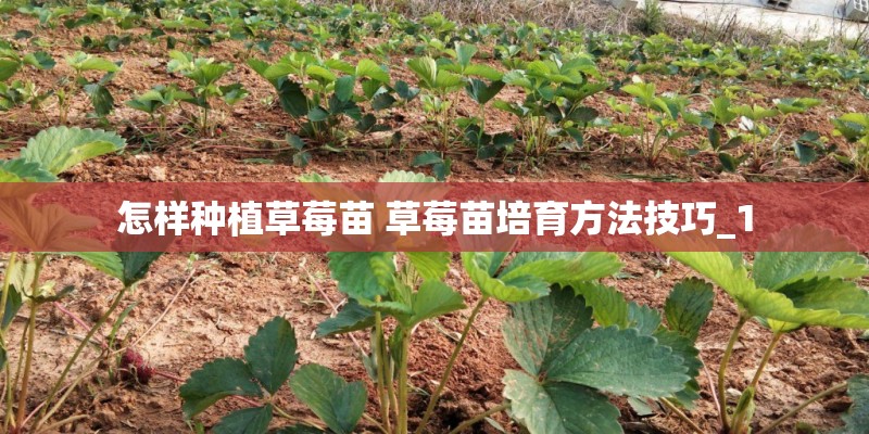 怎样种植草莓苗 草莓苗培育方法技巧_1