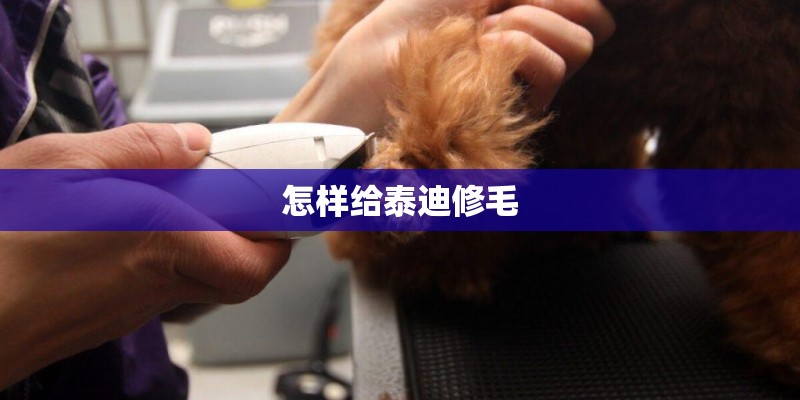 怎样给泰迪修毛