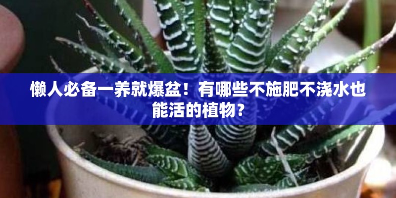 懒人必备一养就爆盆！有哪些不施肥不浇水也能活的植物？