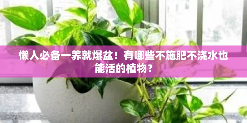 懒人必备一养就爆盆！有哪些不施肥不浇水也能活的植物？