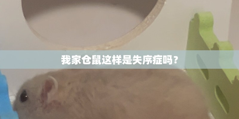 我家仓鼠这样是失序症吗？