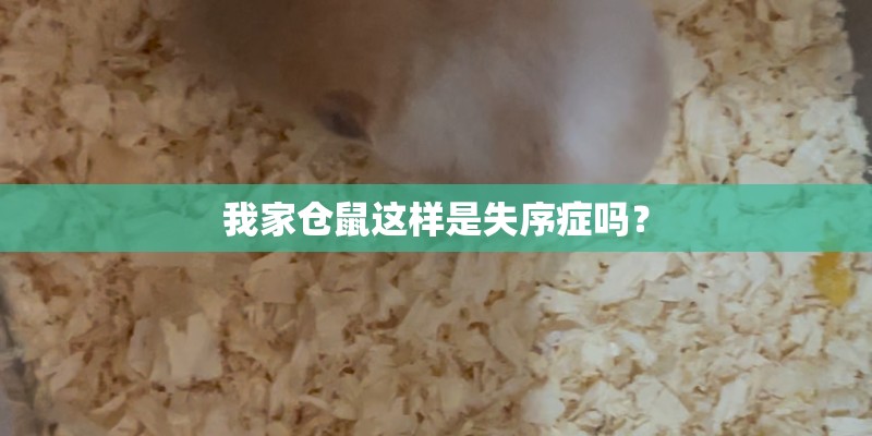 我家仓鼠这样是失序症吗? 我家仓鼠这样是失序症吗?