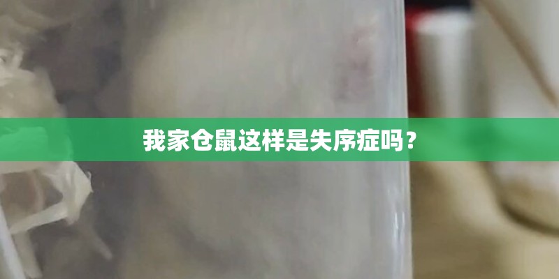 我家仓鼠这样是失序症吗? 我家仓鼠这样是失序症吗?