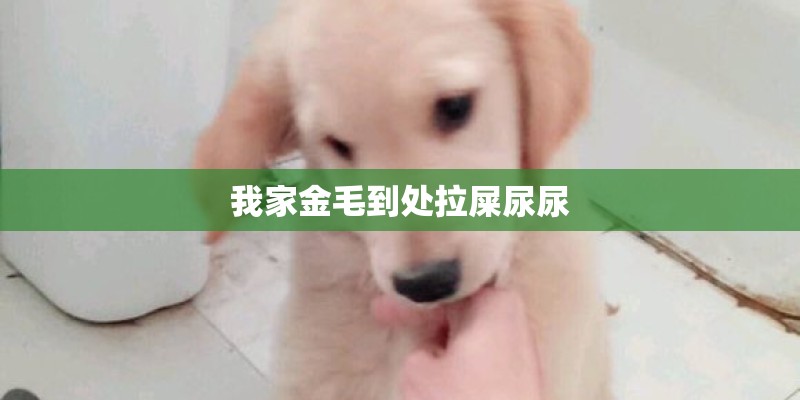 我家金毛到处拉屎尿尿