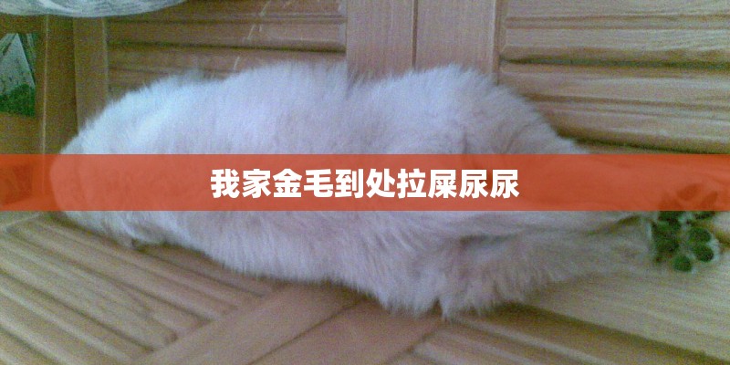 我家金毛到处拉屎尿尿 我家金毛到处拉屎尿尿