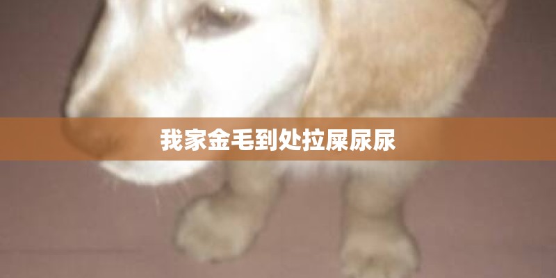 我家金毛到处拉屎尿尿 我家金毛到处拉屎尿尿