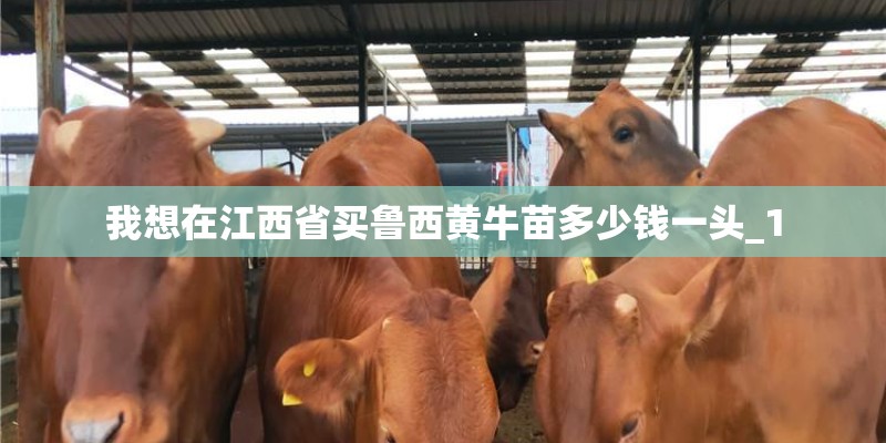 我想在江西省买鲁西黄牛苗多少钱一头_1