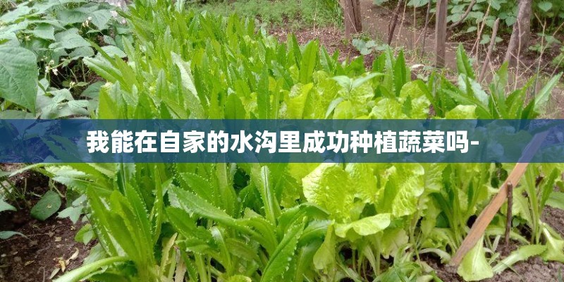 我能在自家的水沟里成功种植蔬菜吗-