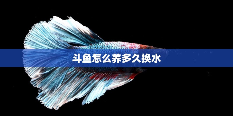 斗鱼怎么养多久换水