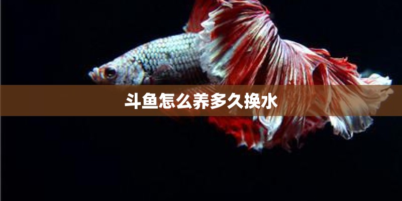 斗鱼怎么养多久换水 斗鱼怎么养多久换水