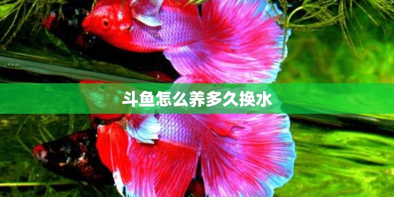 斗鱼怎么养多久换水 斗鱼怎么养多久换水
