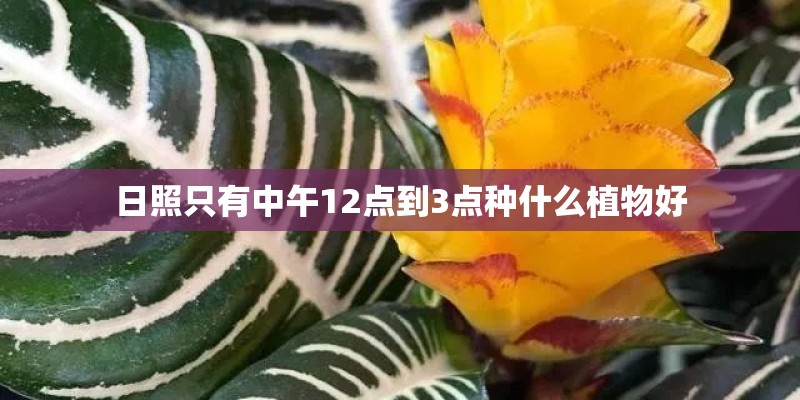 日照只有中午12点到3点种什么植物好
