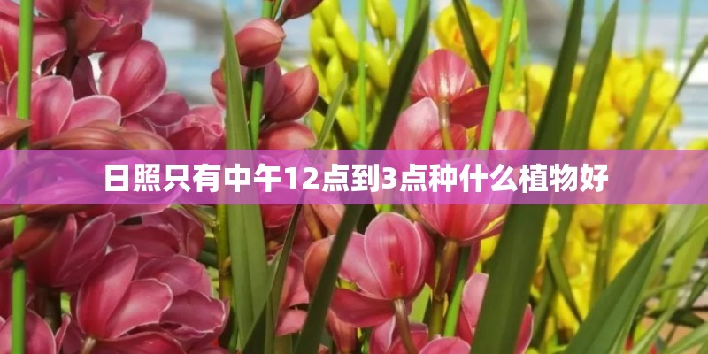 日照只有中午12点到3点种什么植物好