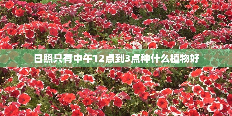 日照只有中午12点到3点种什么植物好