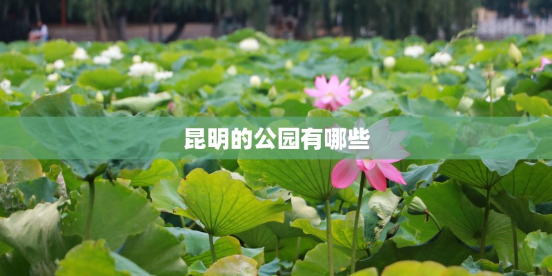 昆明的公园有哪些