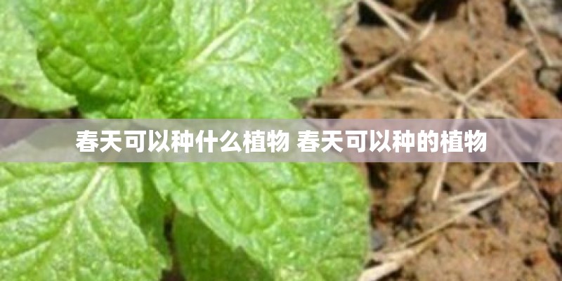 春天可以种什么植物 春天可以种的植物