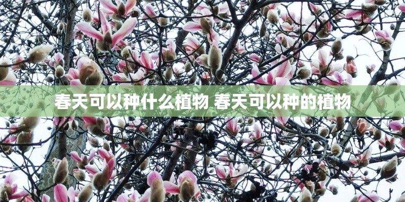 春天可以种什么植物 春天可以种的植物