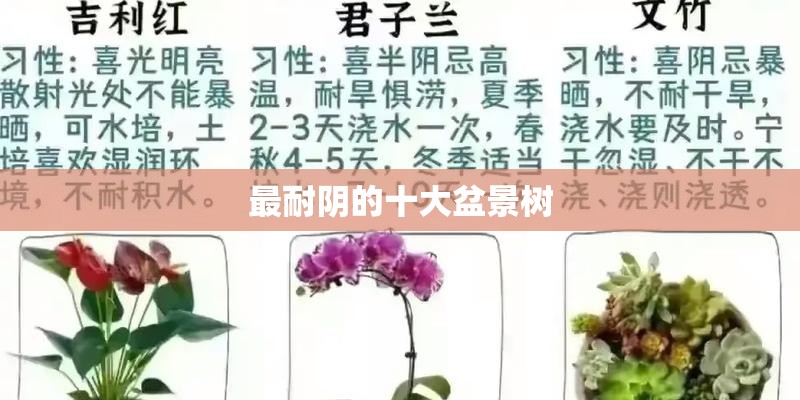 最耐阴的十大盆景树