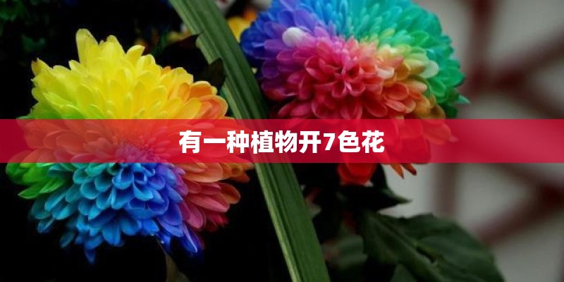 有一种植物开7色花