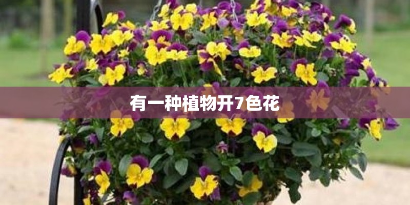 有一种植物开7色花