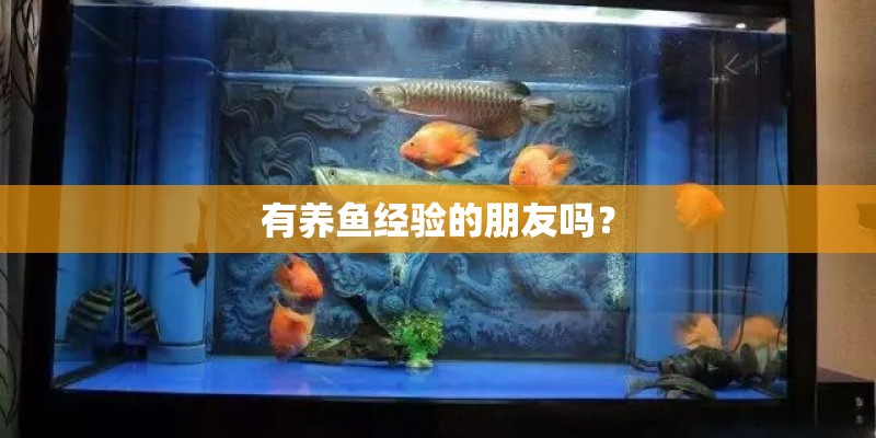 有养鱼经验的朋友吗？