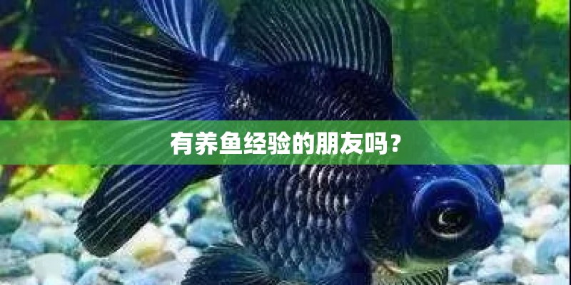 有养鱼经验的朋友吗？