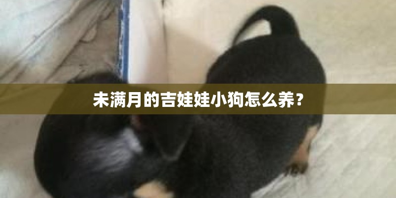 未满月的吉娃娃小狗怎么养？