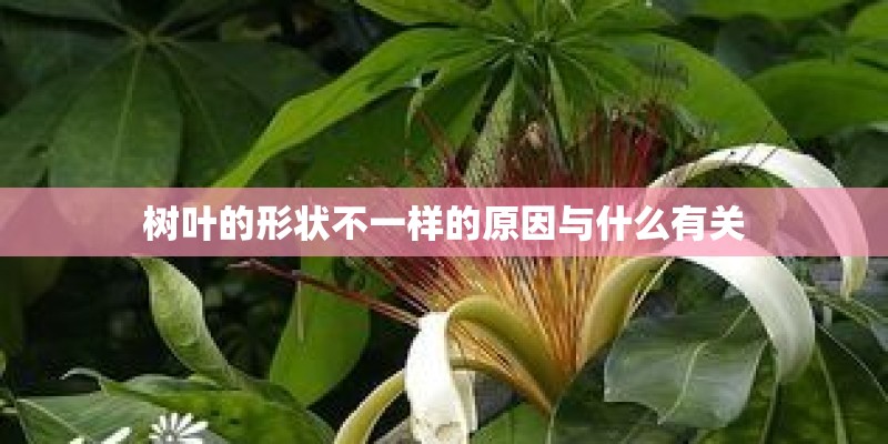 树叶的形状不一样的原因与什么有关