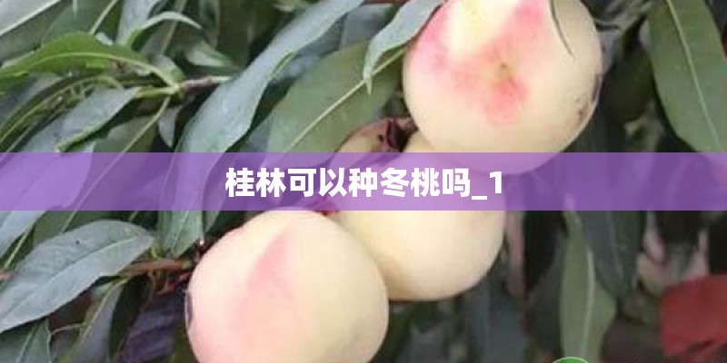 桂林可以种冬桃吗_1 桂林可以种冬桃吗_1