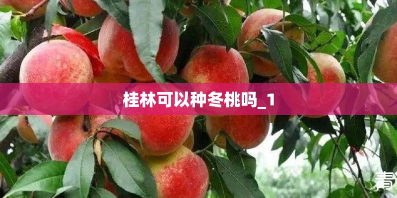 桂林可以种冬桃吗_1 桂林可以种冬桃吗_1