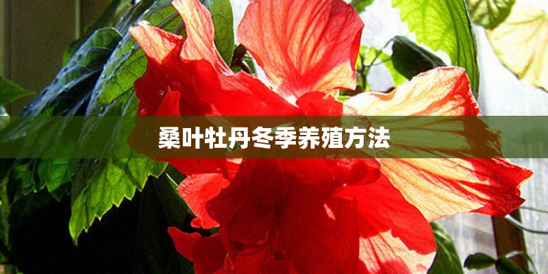 桑叶牡丹冬季养殖方法