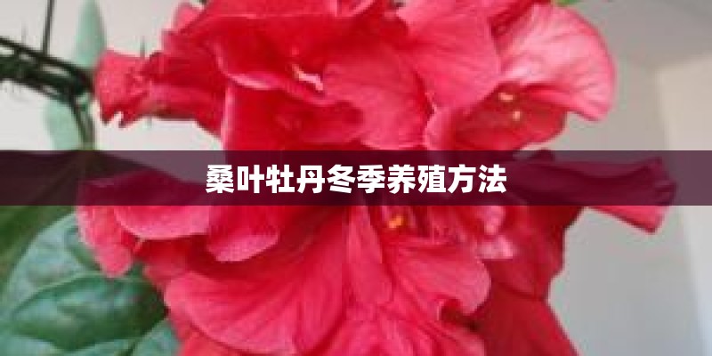 桑叶牡丹冬季养殖方法 桑叶牡丹冬季养殖方法