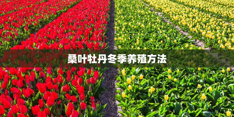 桑叶牡丹冬季养殖方法 桑叶牡丹冬季养殖方法