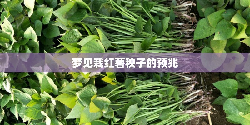 梦见栽红薯秧子的预兆