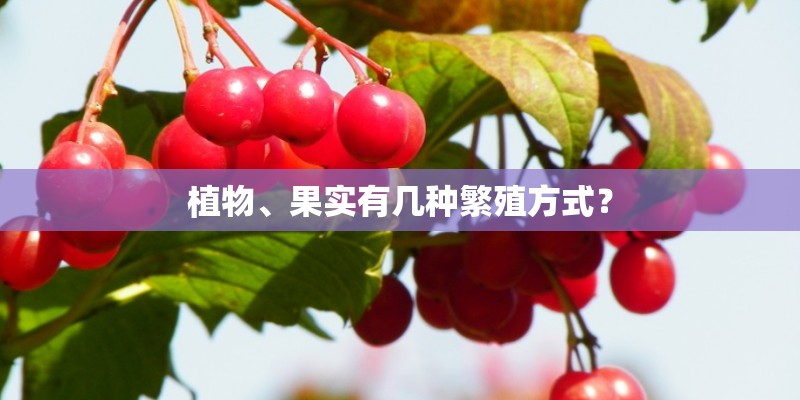 植物、果实有几种繁殖方式？