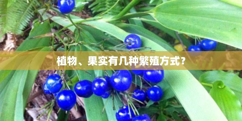 植物、果实有几种繁殖方式？