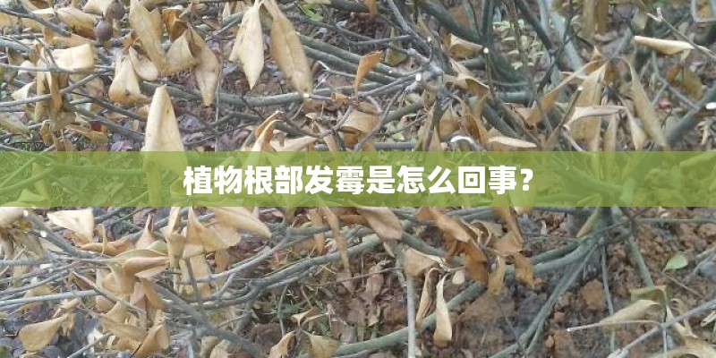 植物根部发霉是怎么回事？
