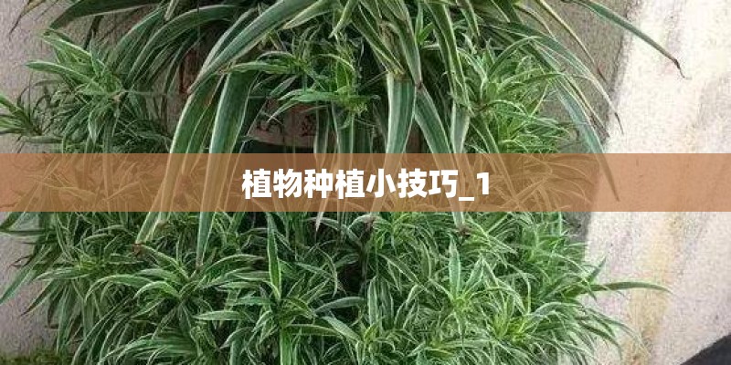 植物种植小技巧_1