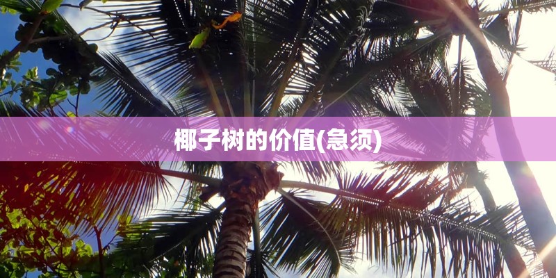椰子树的价值(急须)