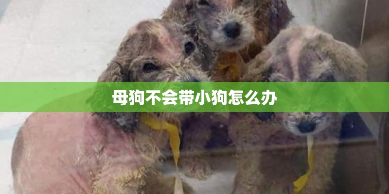 母狗不会带小狗怎么办