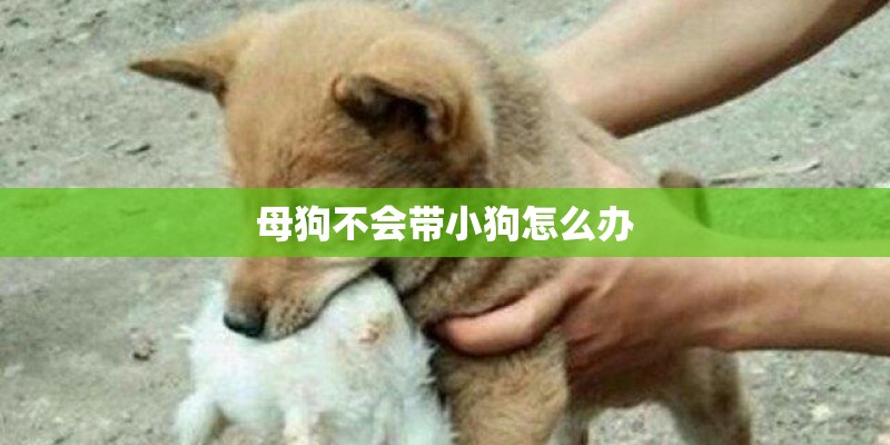 母狗不会带小狗怎么办