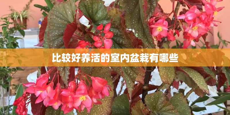 比较好养活的室内盆栽有哪些