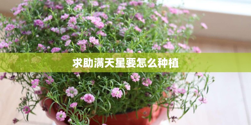 求助满天星要怎么种植