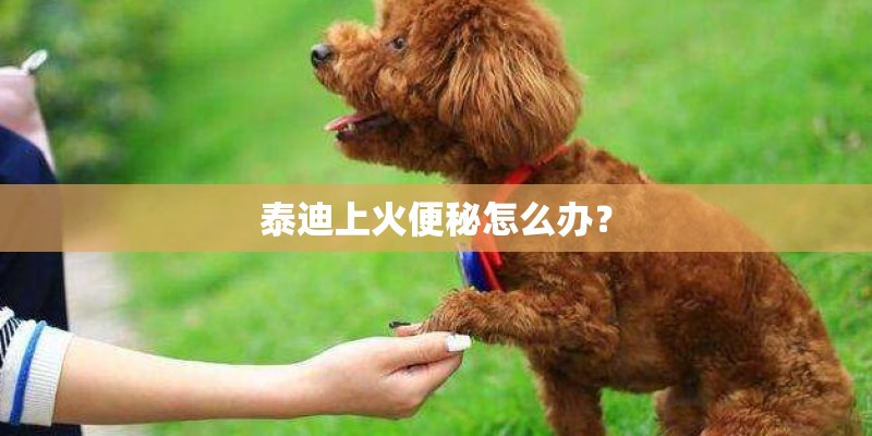 泰迪上火便秘怎么办？