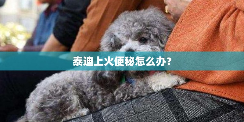泰迪上火便秘怎么办？