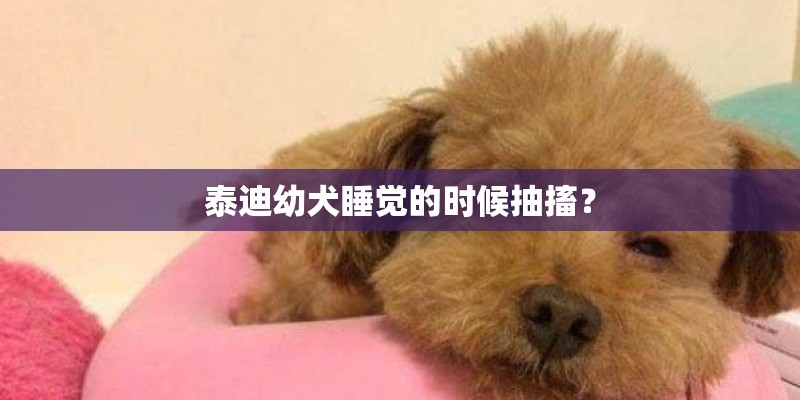 泰迪幼犬睡觉的时候抽搐? 泰迪幼犬睡觉的时候抽搐?