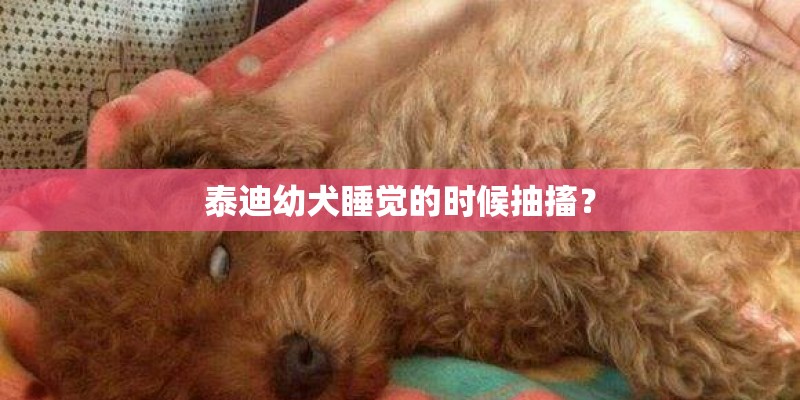 泰迪幼犬睡觉的时候抽搐? 泰迪幼犬睡觉的时候抽搐?
