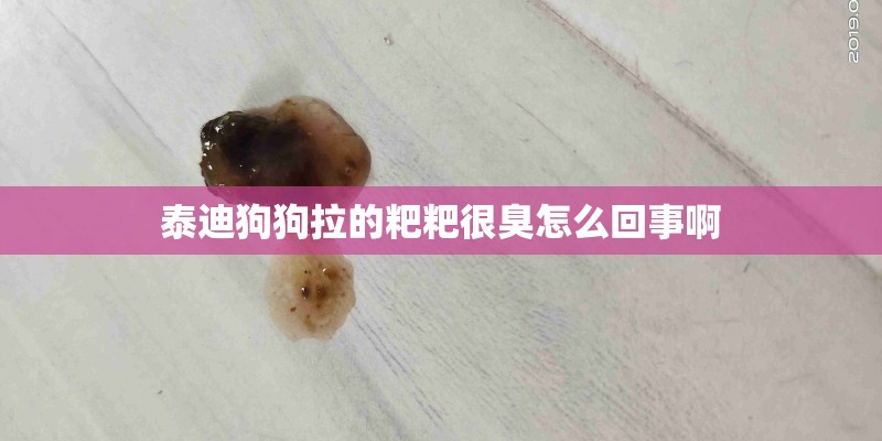 泰迪狗狗拉的粑粑很臭怎么回事啊
