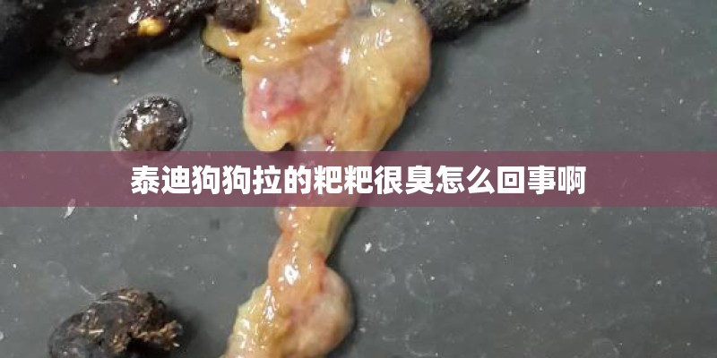 泰迪狗狗拉的粑粑很臭怎么回事啊
