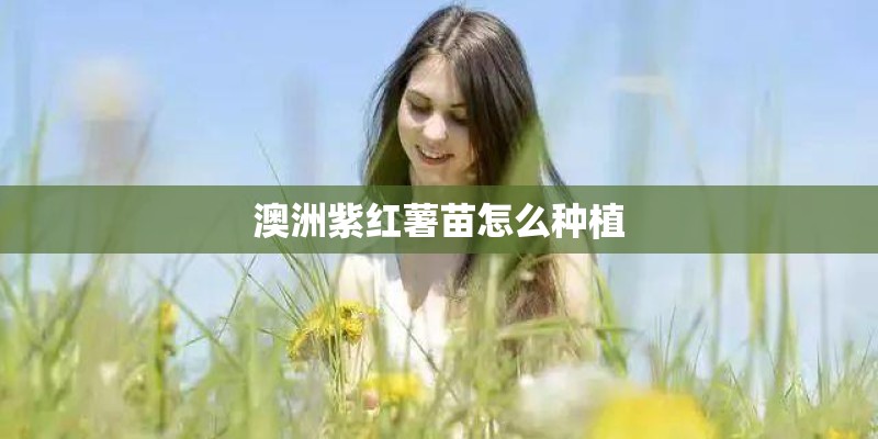 澳洲紫红薯苗怎么种植